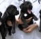 clonación de animales en china